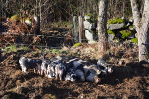 DSC_0120-300x200 Naturligt griseri udfordrer den høje dødelighed blandt pattegrise